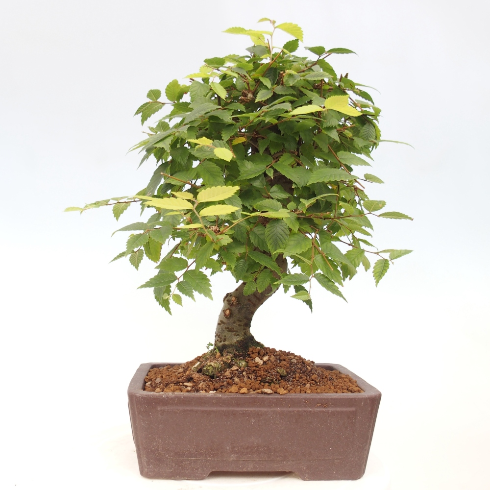 Bonsai da esterno - Zelkova - Zelkova NIRE
