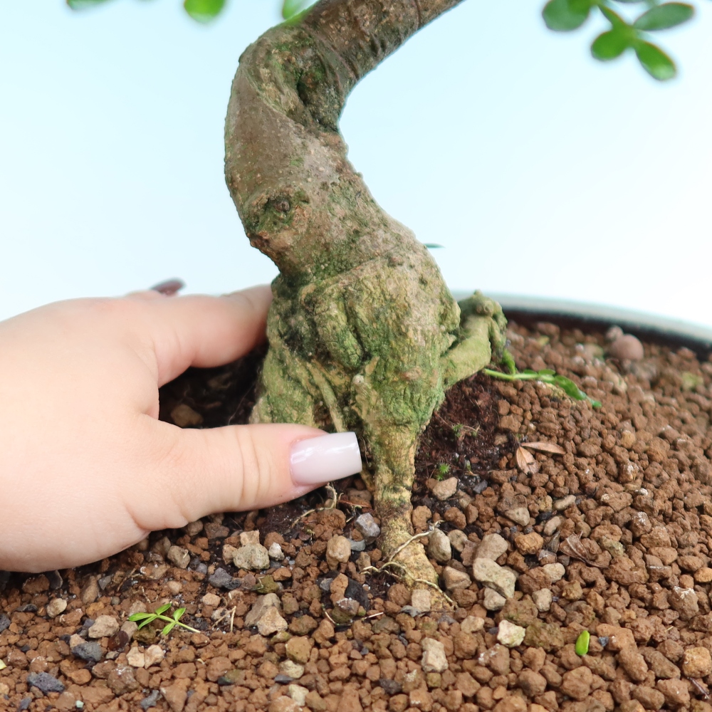 Camera bonsai - Zantoxylum piperitum - albero del pepe