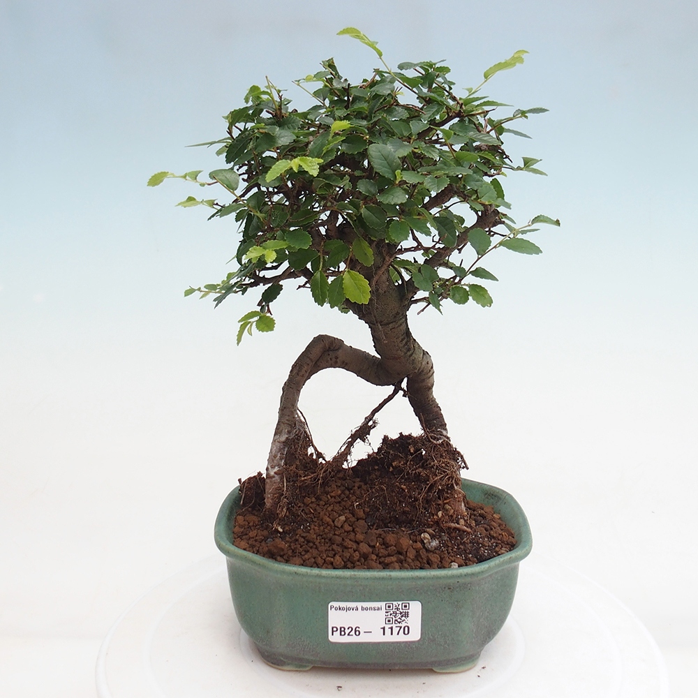 Camera bonsai - Ulmus parvifolia - Olmo a foglie piccole