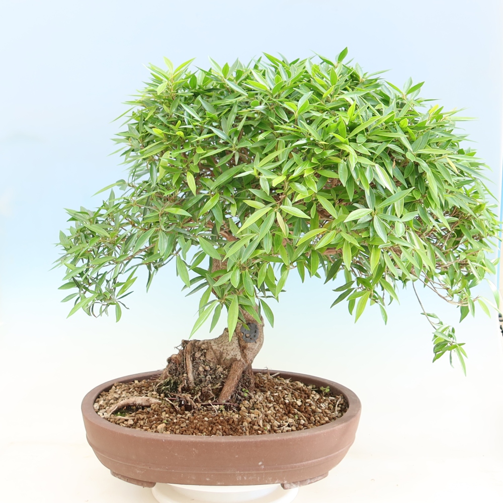 Camera bonsai - Ficus nerifolia - ficus a foglie piccole