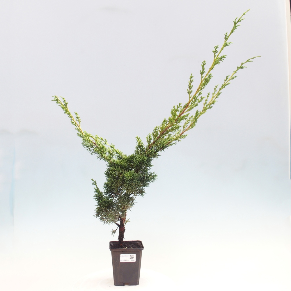 Bonsai da esterno - Juniperus chinensis Kishu