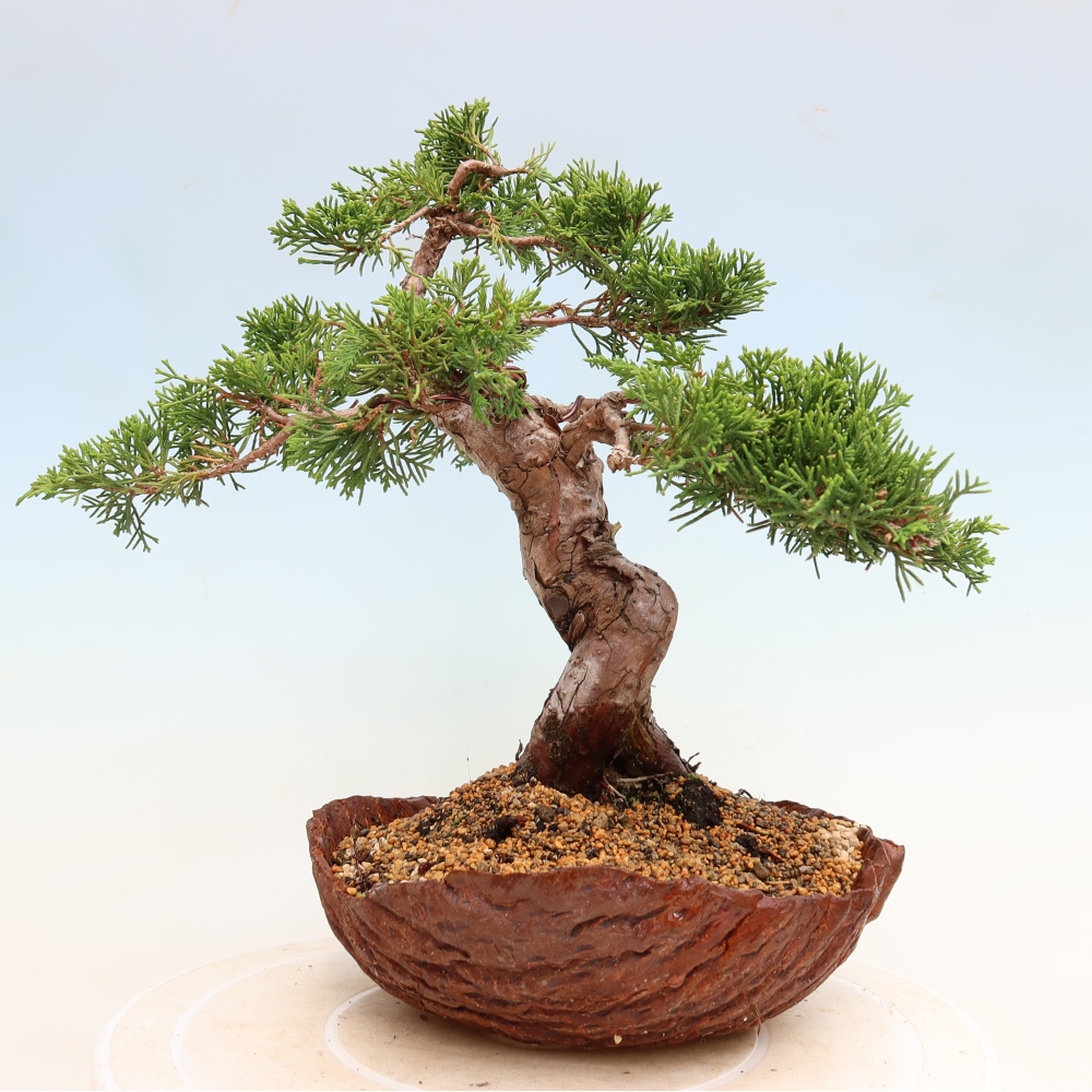 Bonsai da esterno - Juniperus chinensis Itoigawa-Juniperus chinensis