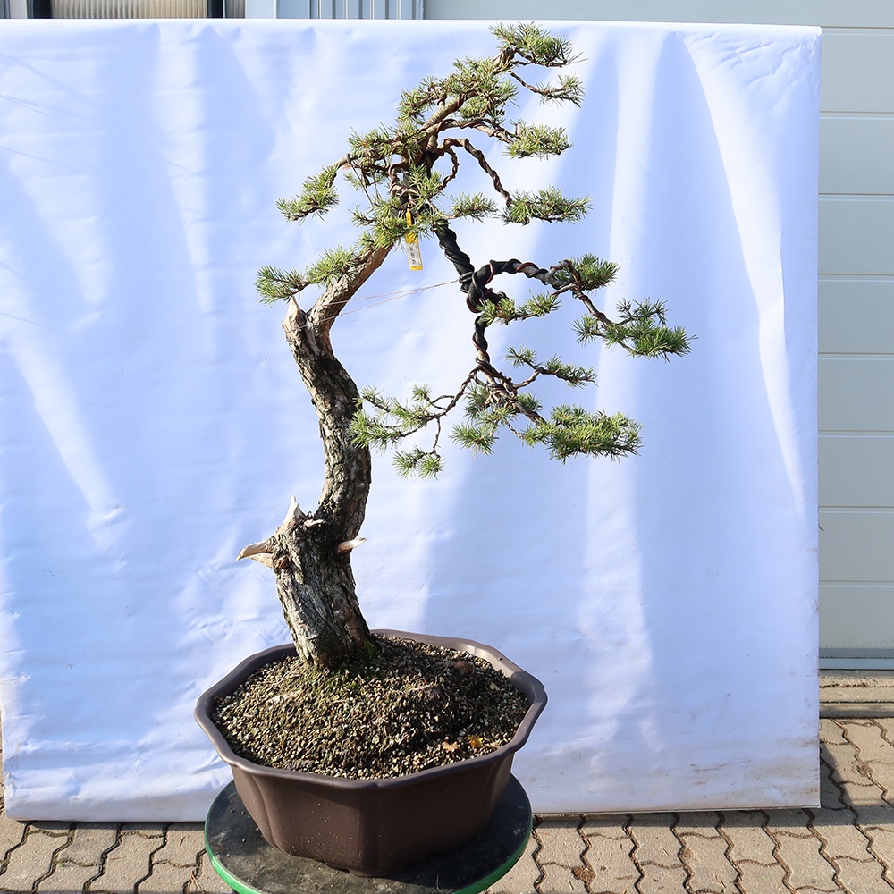 Pinus sylvestris Spagna - pino silvestre