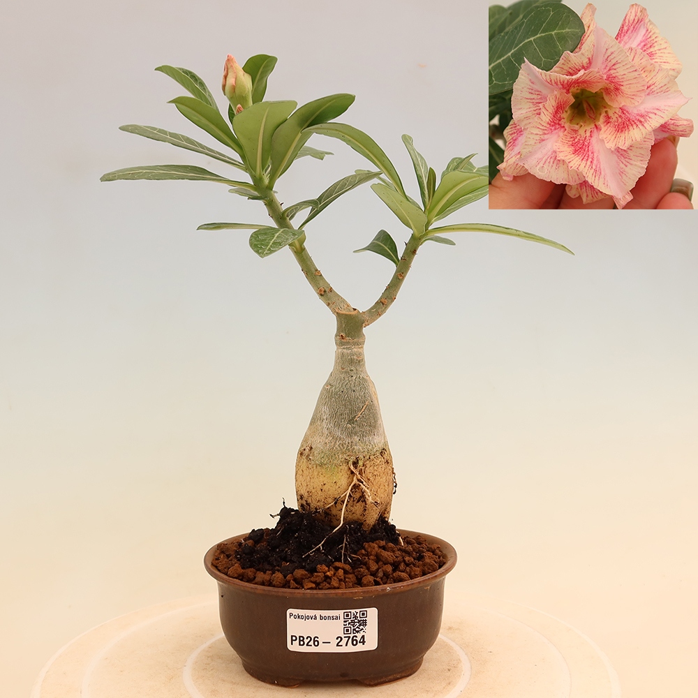 Bonsai da interno - Adenium obesum innestato V.F.S.277  - Rosa del deserto