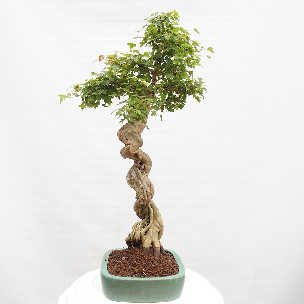 Bonsai da esterno - Acer Buergerianum - Acero di Burger