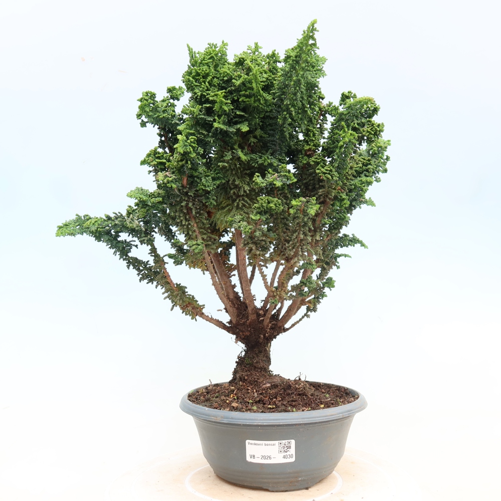 Bonsai da esterno - Cham. obtusa SEKKA HINOKI - Cipresso