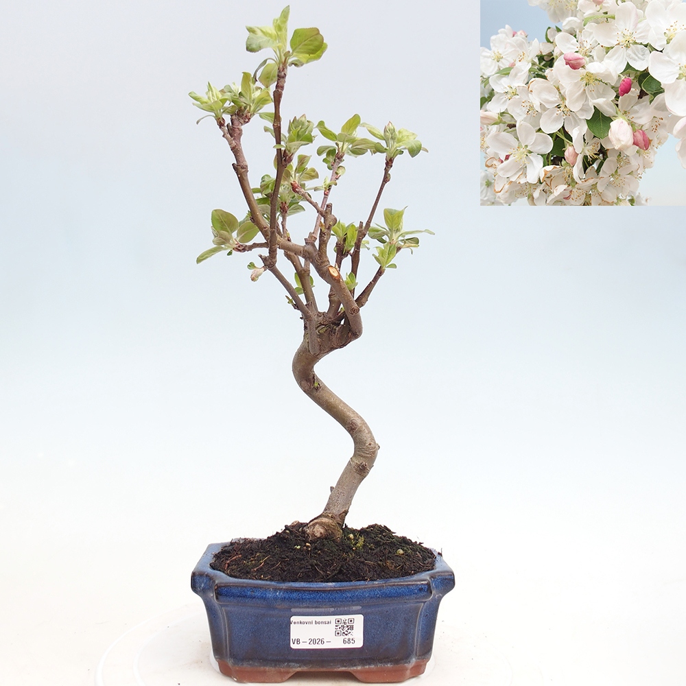 Bonsai da esterno -Malus halliana - Melo a frutto piccolo