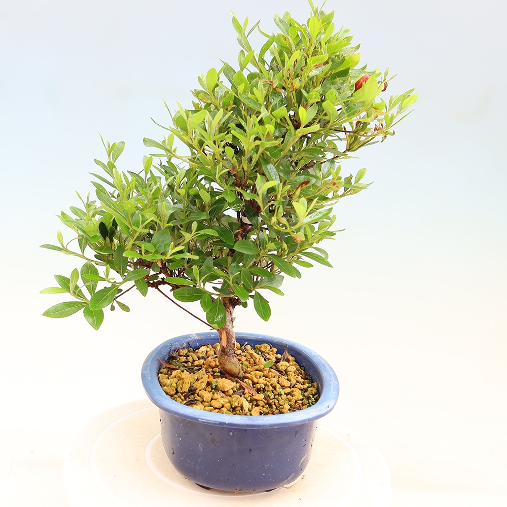 Bonsai da esterno - Azalea giapponese - Azalea Matsunami