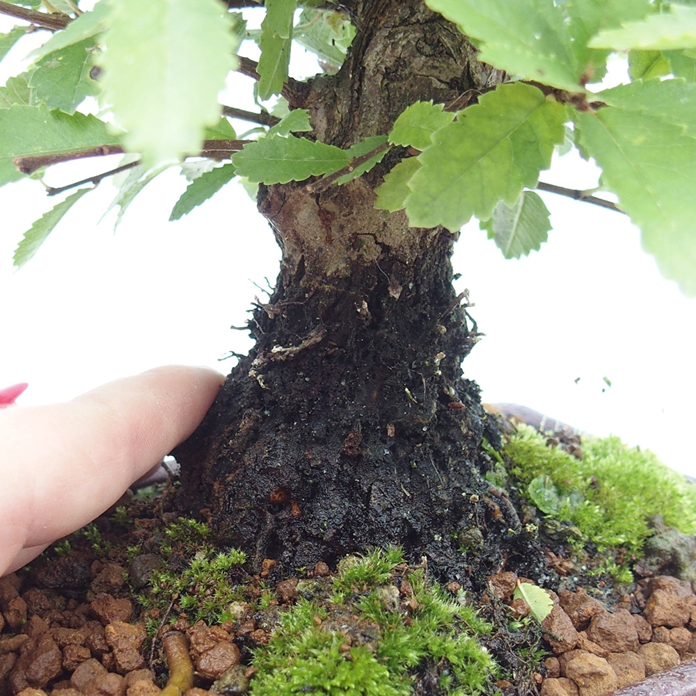 Bonsai da esterno - Zelkova - Zelkova NIRE