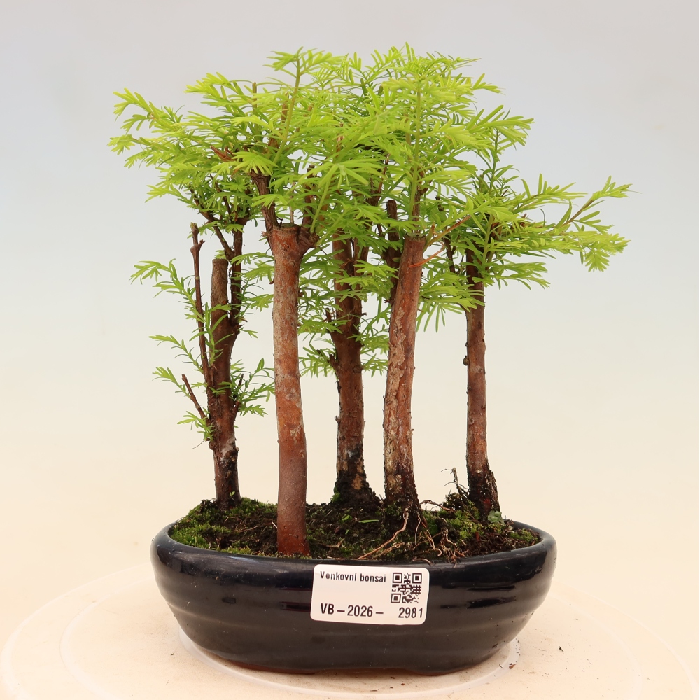 Bonsai da esterno - Metasequoia glyptostroboides - Metasequoia cinese - boschetto