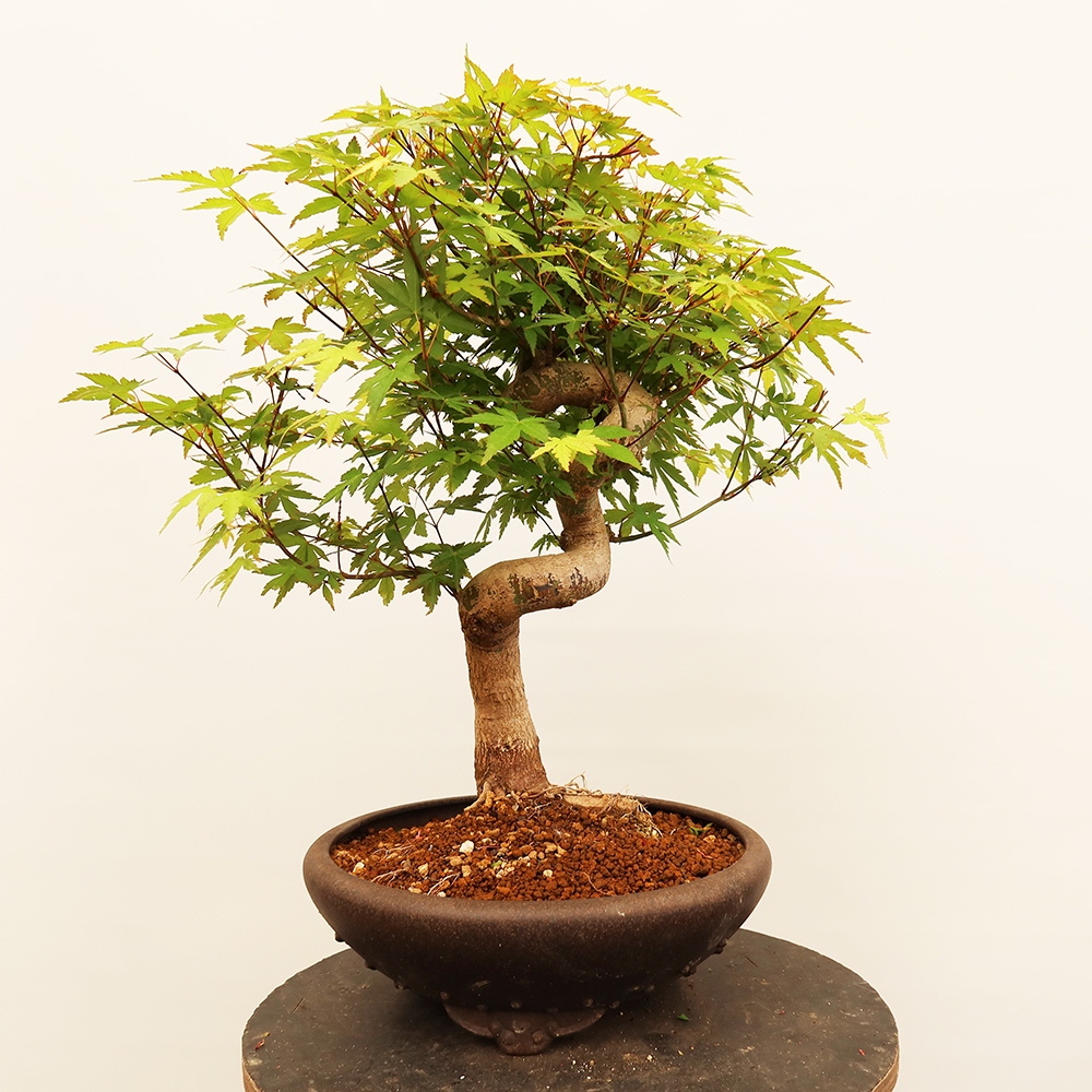Bonsai da esterno - Acero palmato - Palme
