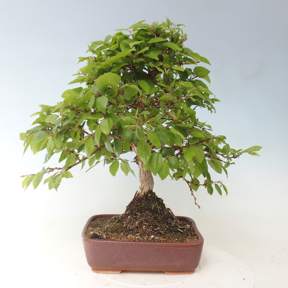 Bonsai da esterno -Carpinus CARPINOIDES - Carpino coreano