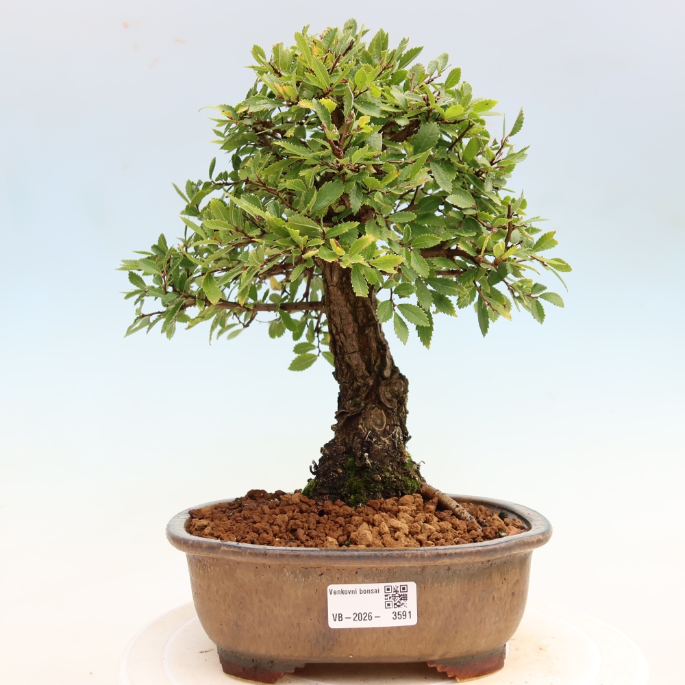 Bonsai da esterno - Zelkova - Zelkova NIRE