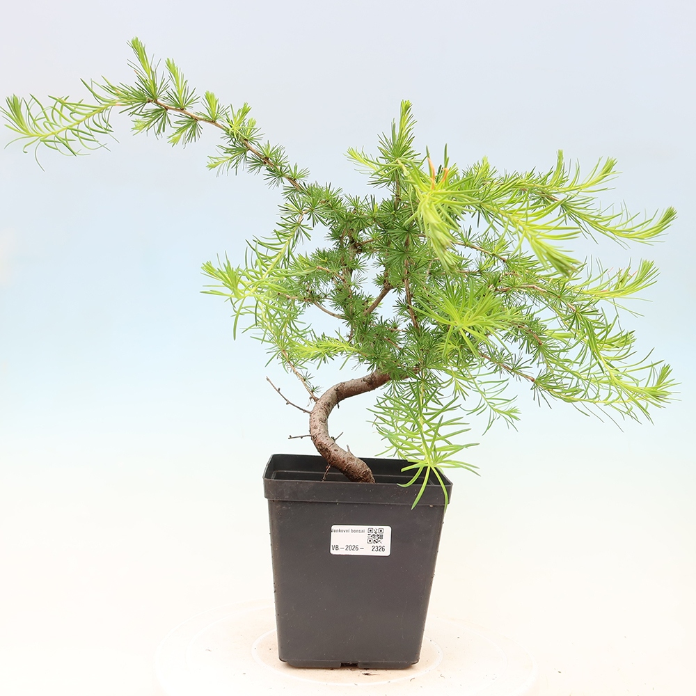 Bonsai da esterno -Larix decidua - Larice