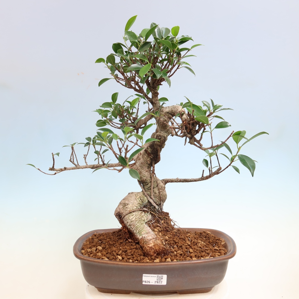 Camera bonsai - Ficus kimmen - ficus a foglie piccole