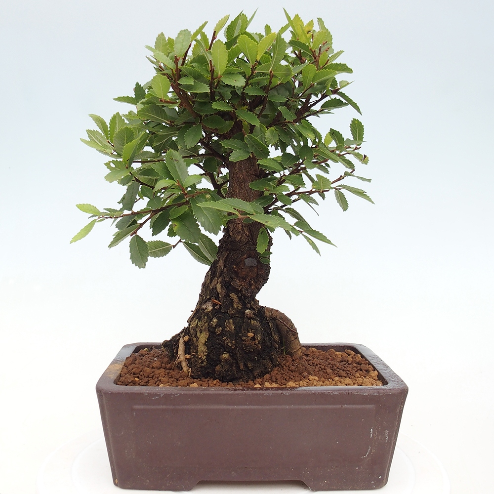 Bonsai da esterno - Zelkova - Zelkova NIRE