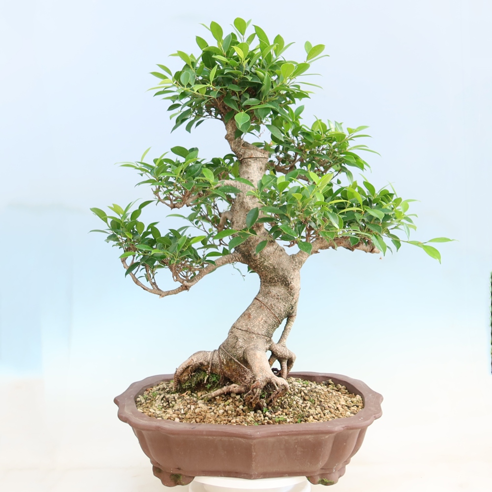 Camera bonsai - Ficus kimmen - ficus a foglie piccole