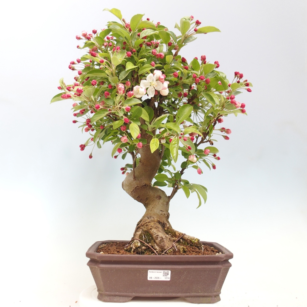 Bonsai da esterno -Malus halliana - Melo a frutto piccolo