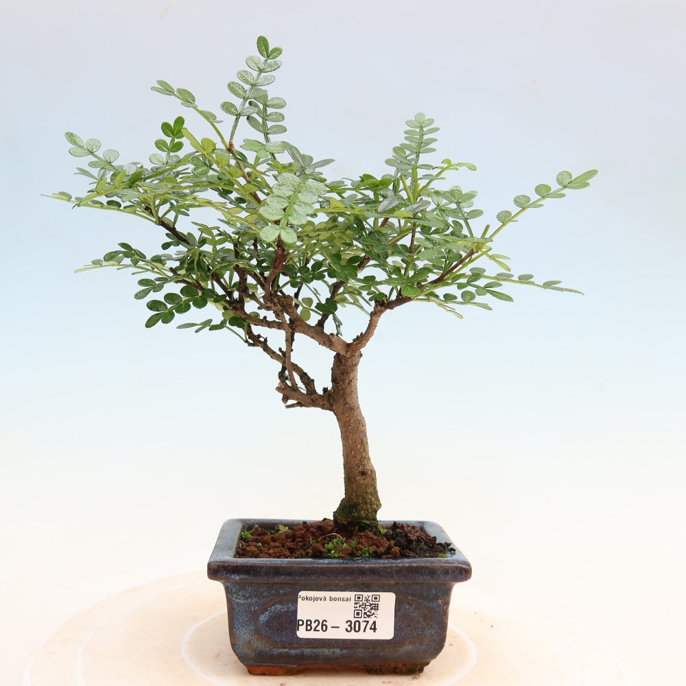 Camera bonsai - Zantoxylum piperitum - albero del pepe