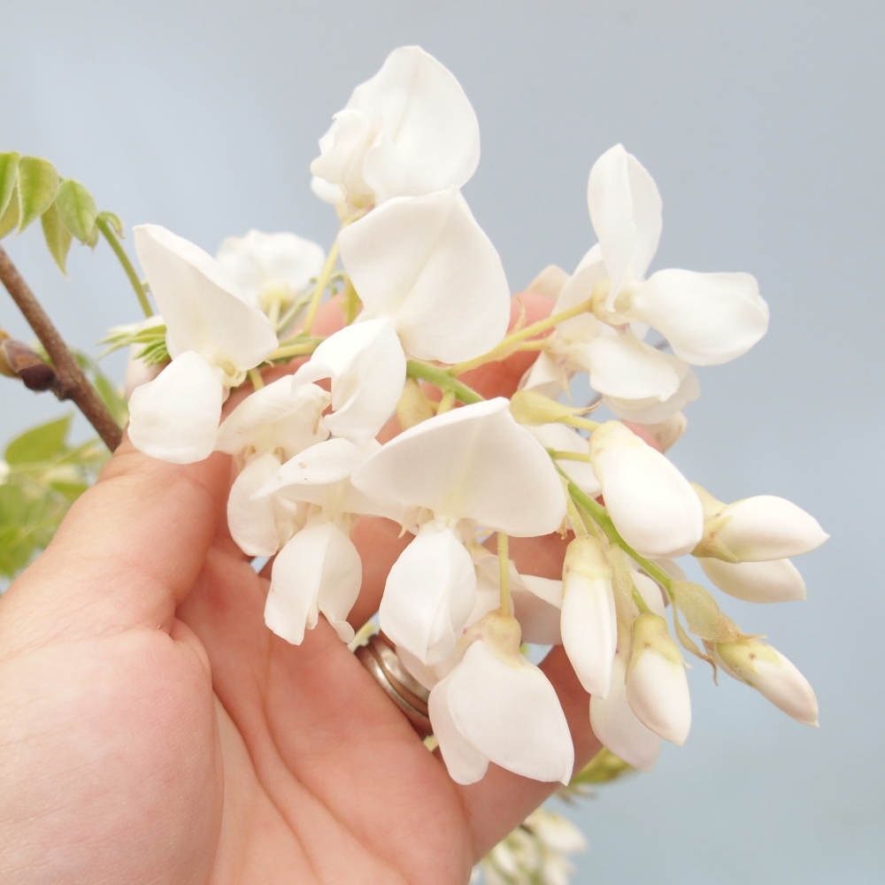 Bonsai da esterno - Vistaria - Glicine