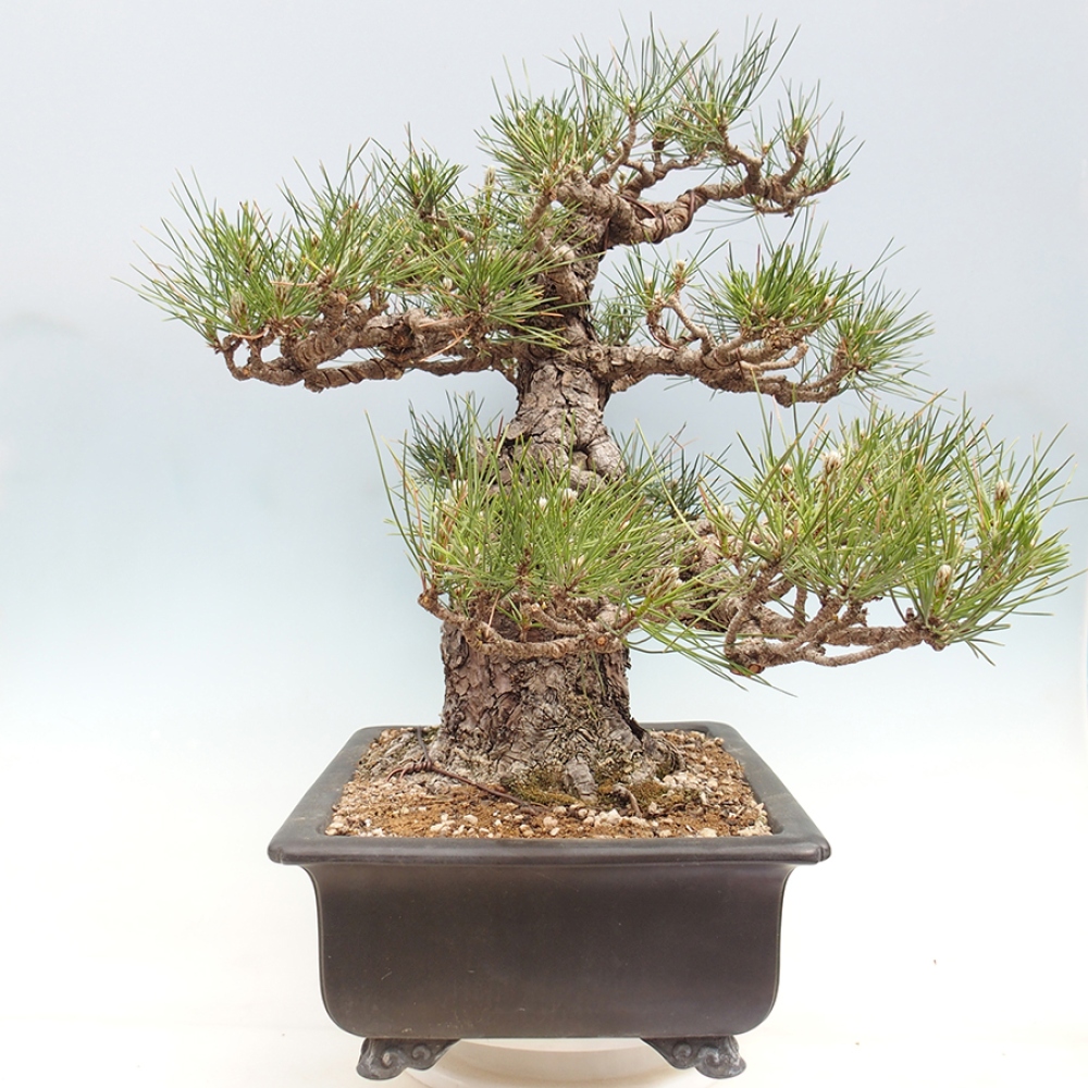 Bonsai da esterno - Pinus thunbergii - Pino di Thunberg