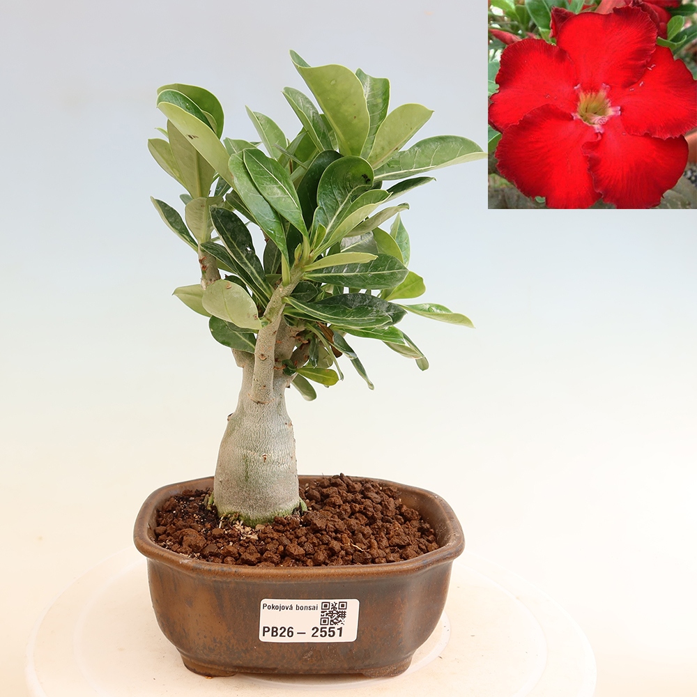 Bonsai da interno - Adenium obesum Red Star - Rosa del deserto