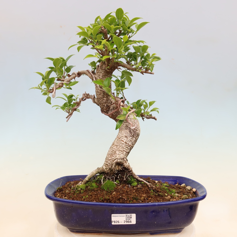 Camera bonsai - Ficus kimmen - ficus a foglie piccole