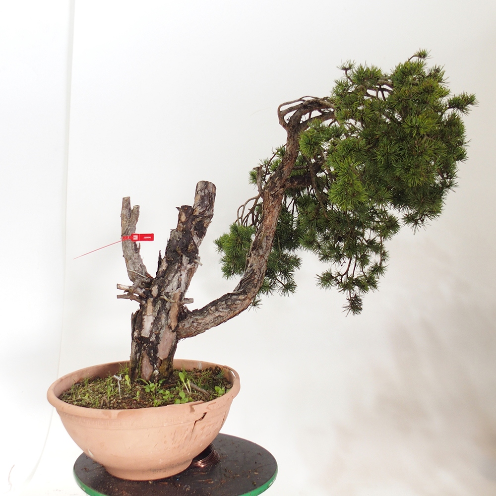 Yamadori - Pinus sylvestris Spagna