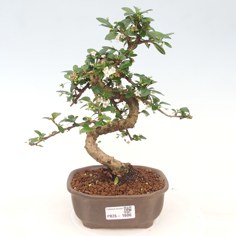 Camera bonsai - Carmona macrophylla - Tea fuki