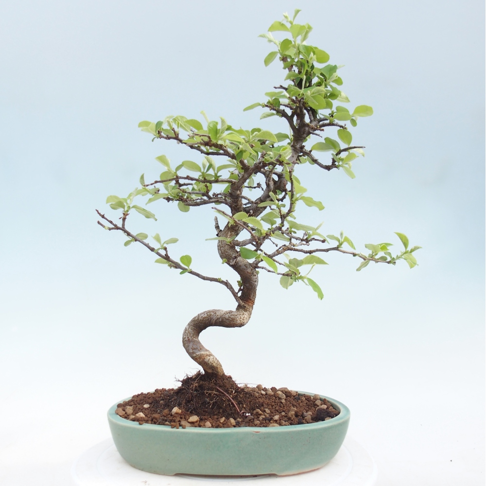Bonsai da esterno - Chaneomeles chinensis