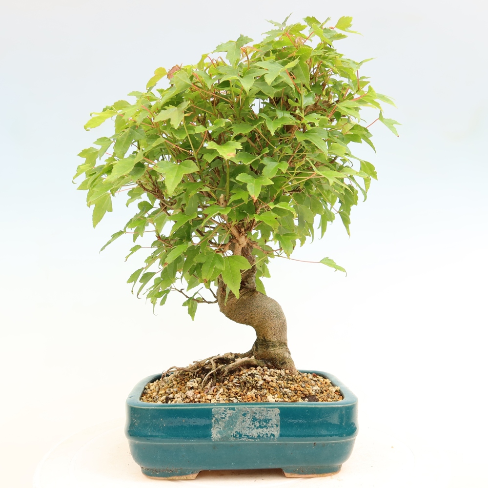 Bonsai da esterno - Acero Burger - Acer Burgerianum