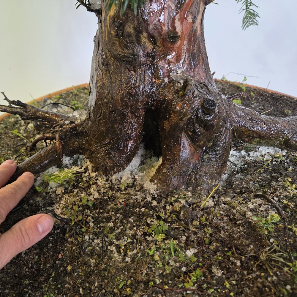 Bonsai da esterno Tasso rosso - Taxus bacata