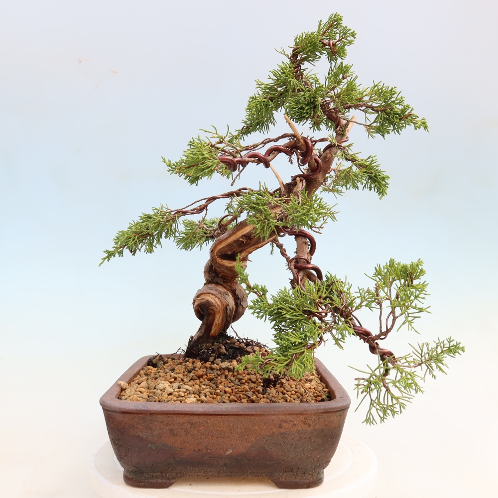 Bonsai da esterno - Juniperus chinensis Itoigawa-Juniperus chinensis
