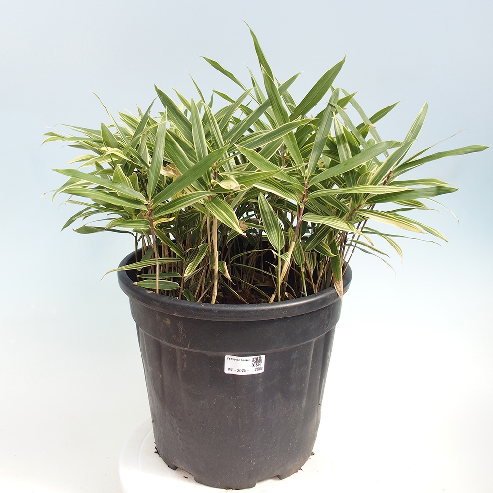Bonsai da esterno - Sasaella masamuneana Albostriata - Bambù