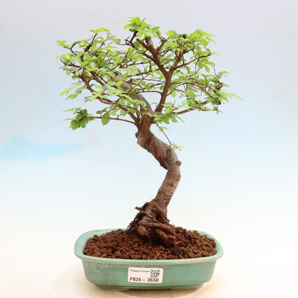 Camera bonsai - Ulmus parvifolia - Olmo a foglie piccole