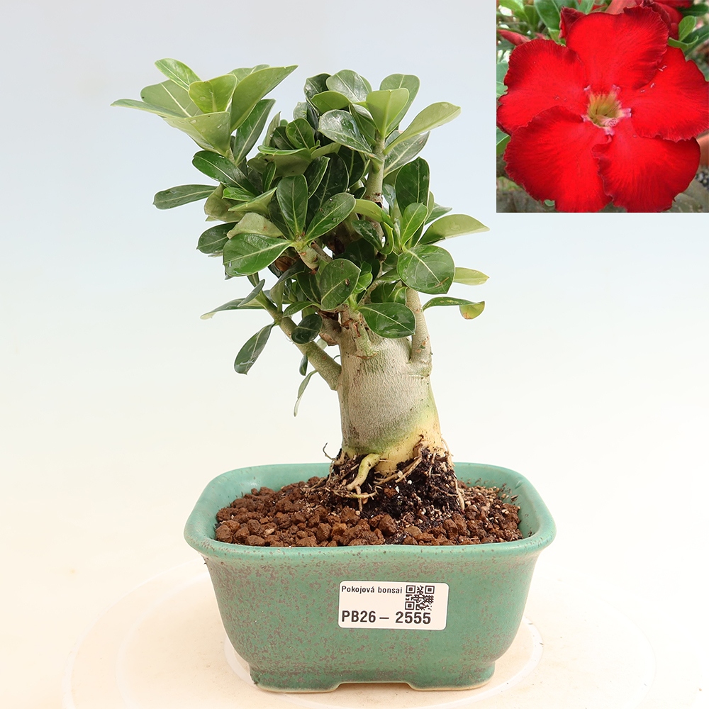 Bonsai da interno - Adenium obesum Red Star - Rosa del deserto