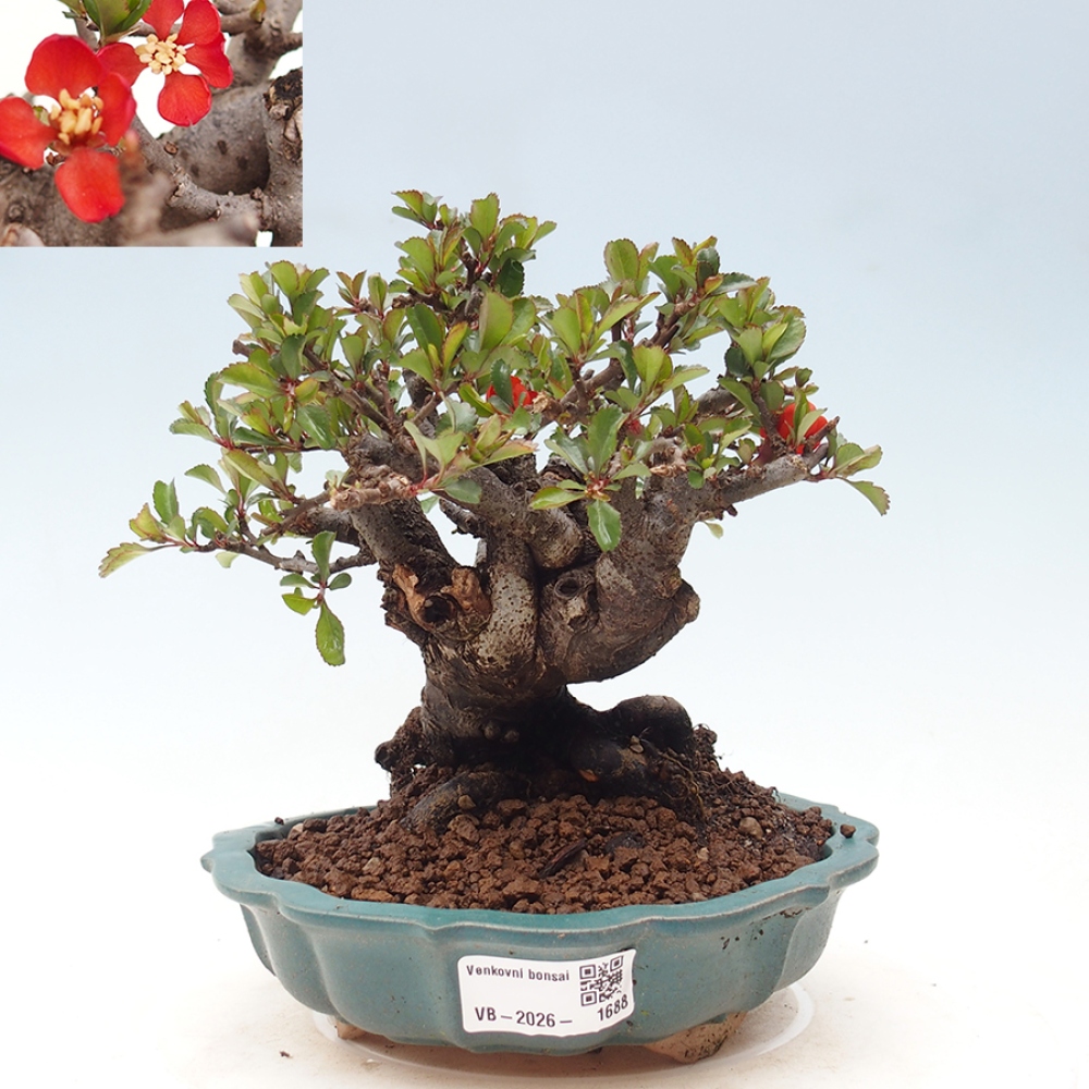 Bonsai da esterno - Chaneomeles speciosa - Cotogno