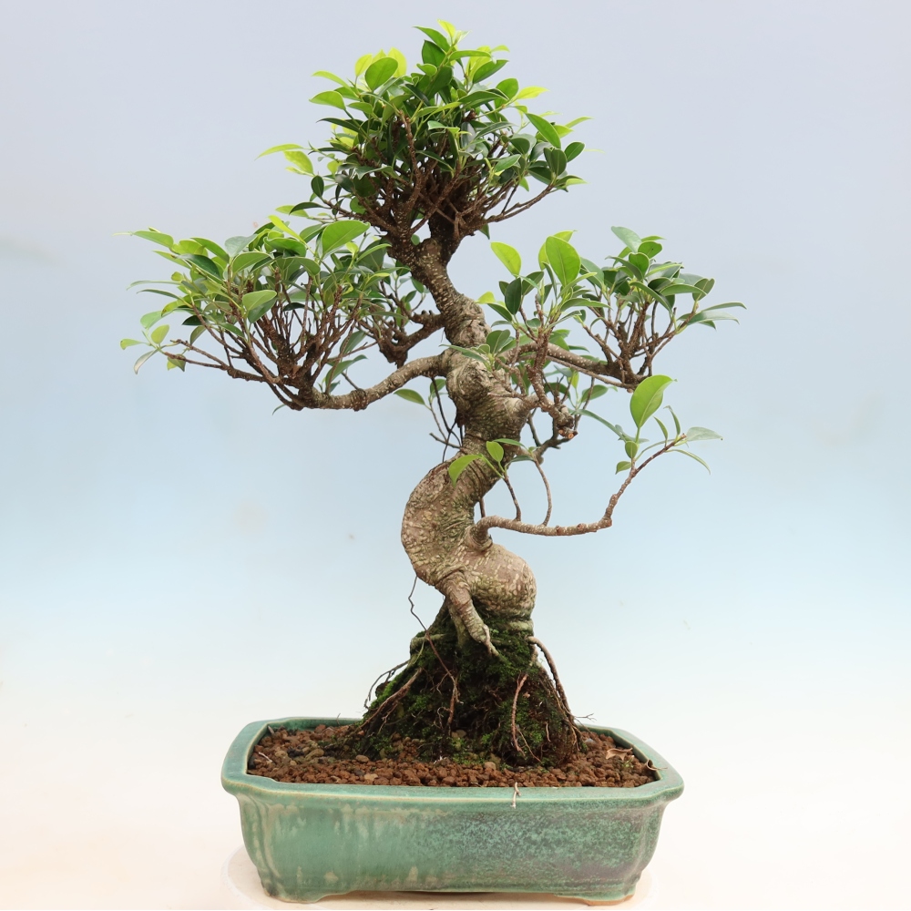 Camera bonsai - Ficus kimmen - ficus a foglie piccole