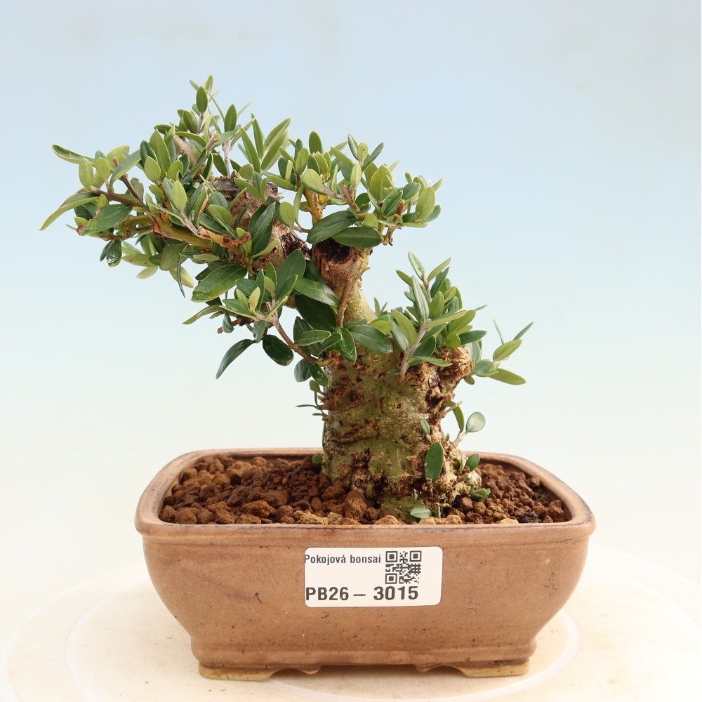Bonsai da interno - Olea europaea sylvestris