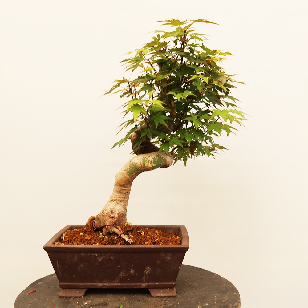 Bonsai da esterno - Acero palmato - Palme
