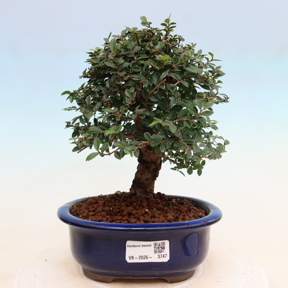 Bonsai da esterno - Zelkova - Zelkova NIRE