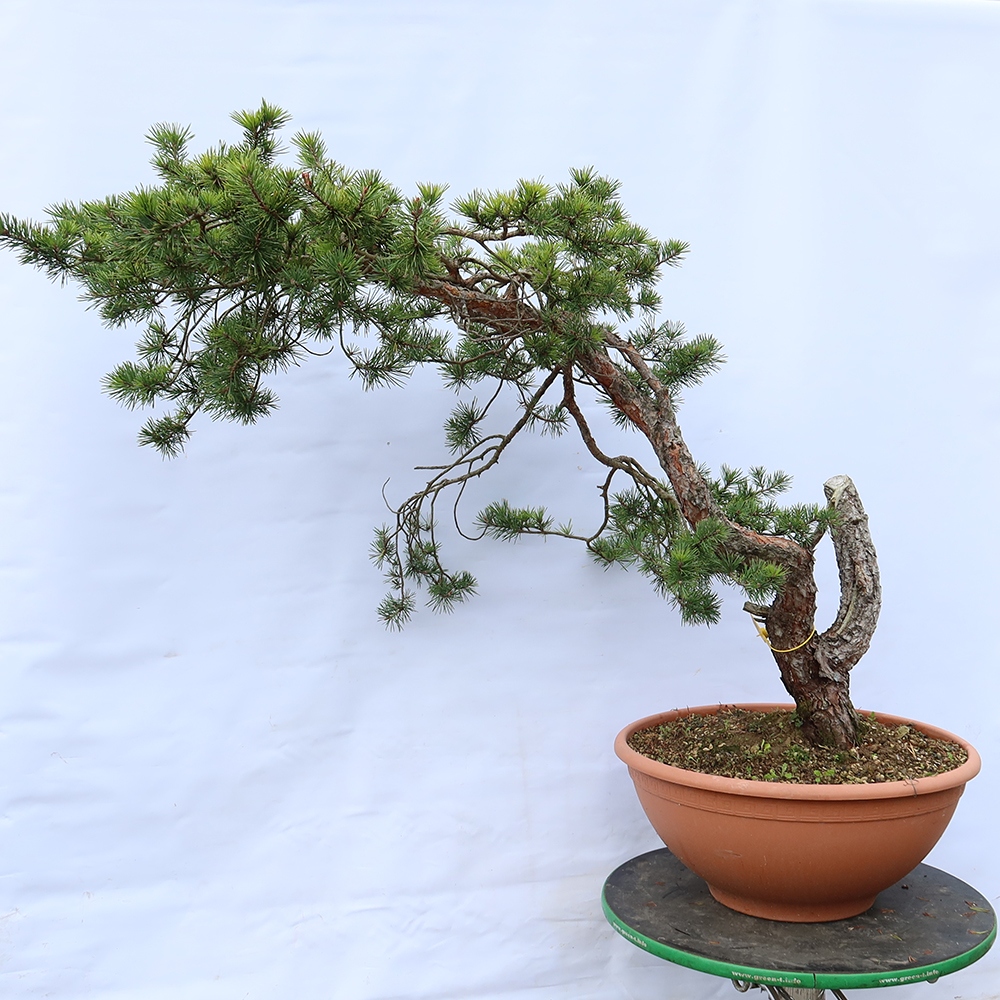 Pinus sylvestris Spagna - pino silvestre