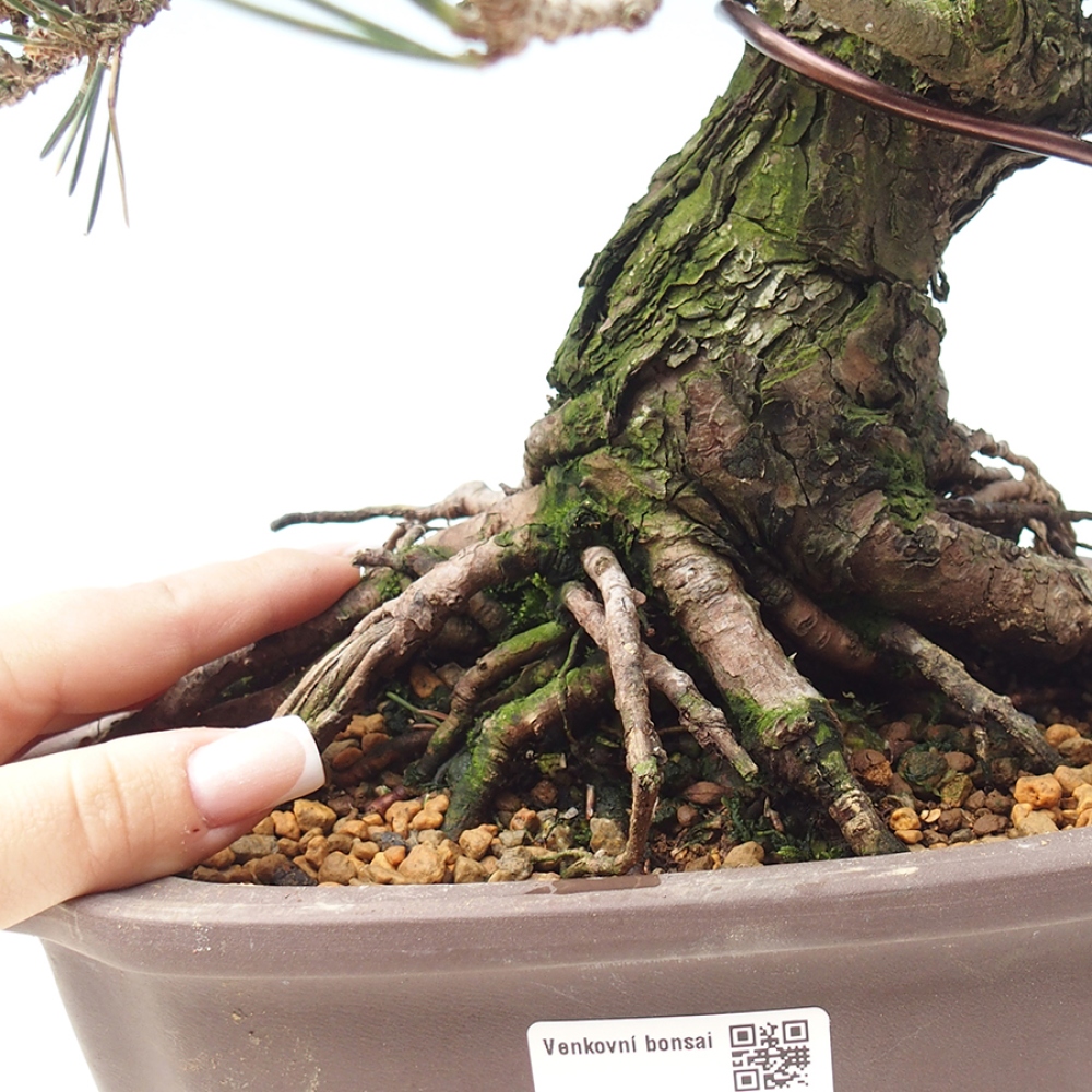 Bonsai da esterno - Pinus thunbergii Kotobuki - Pino di Thunberg