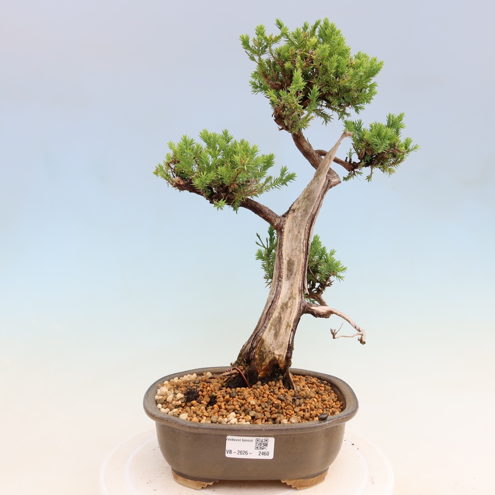 Bonsai da esterno - Juniperus squamata – Ginepro squamato