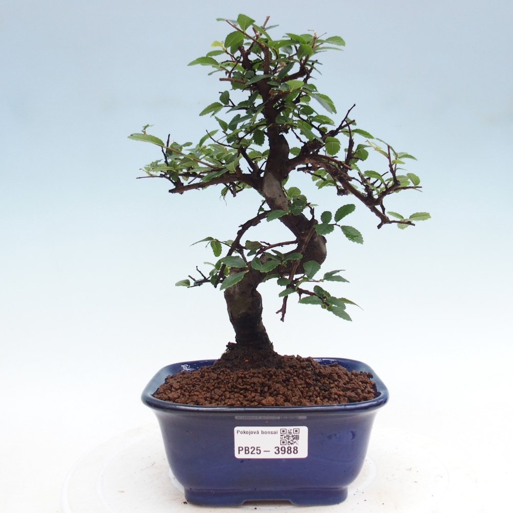 Camera bonsai - Ulmus parvifolia - Olmo a foglie piccole