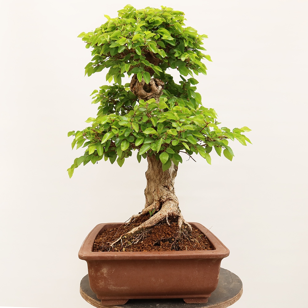 Bonsai da esterno -Carpinus Coreana - Carpino coreano