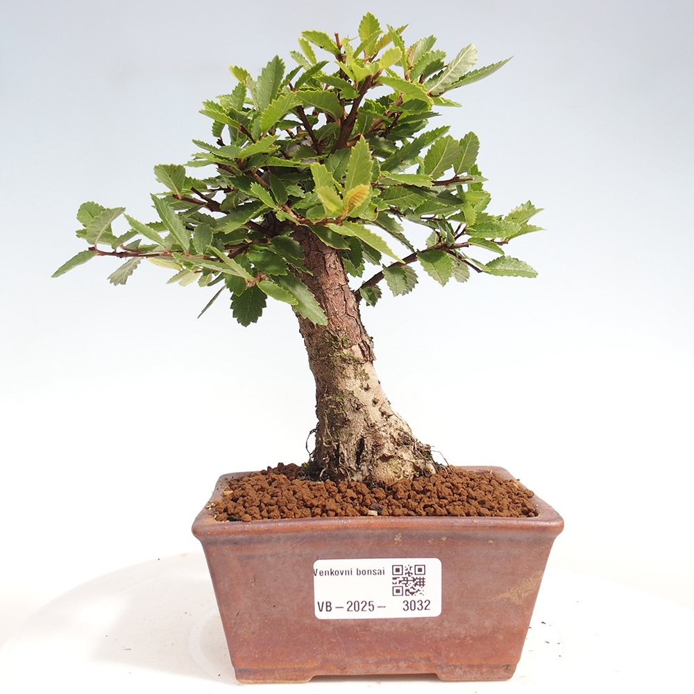 Bonsai da esterno - Zelkova - Zelkova NIRE
