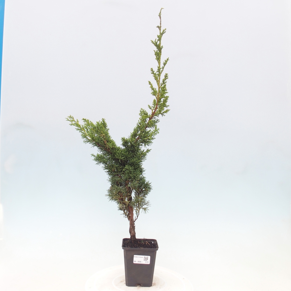 Bonsai da esterno - Juniperus chinensis Kishu