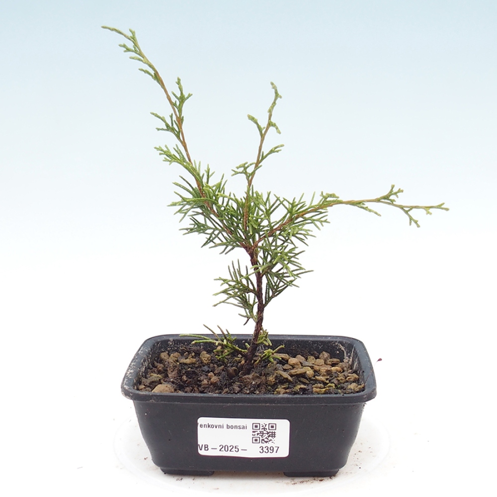Bonsai da esterno - Juniperus chinensis Itoigawa