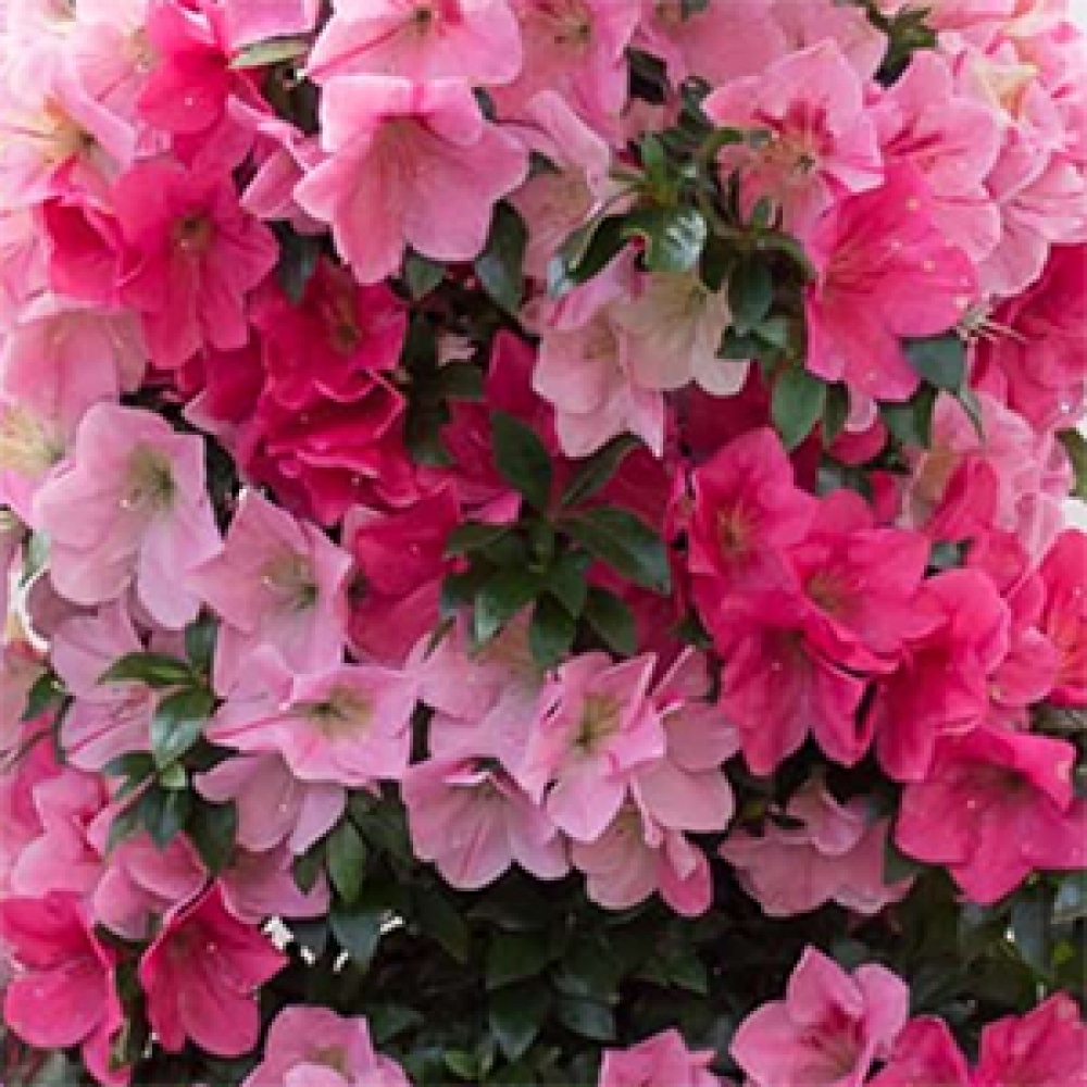 Bonsai da esterno - Azalea giapponese - Azalea Saien